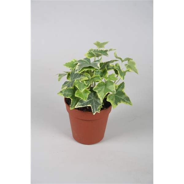 spalier eibe Ölweide – Elaeagnus × ebbingei (Spalierbusch) – Blupf by Kitzinger main image 1