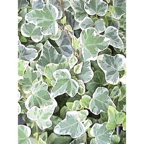 Efeu White Wonder T09 H07