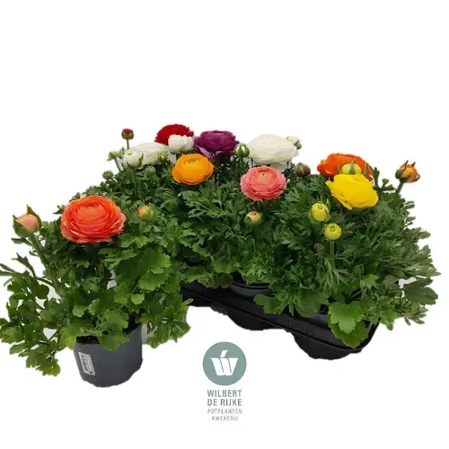 Ranunkel mixtray T12 H023