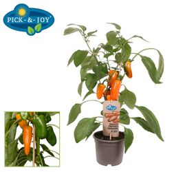 Bio Pfeffer T14 H45 orange