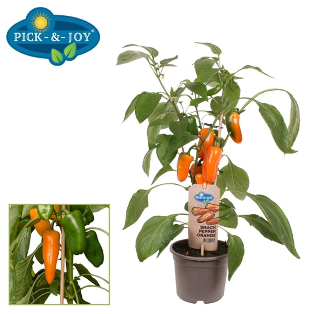 Bio Pfeffer T14 H45 orange