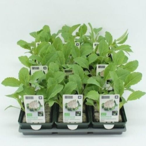 Bio Blumenkohl (9x6 pfl.) Winter T01 H005