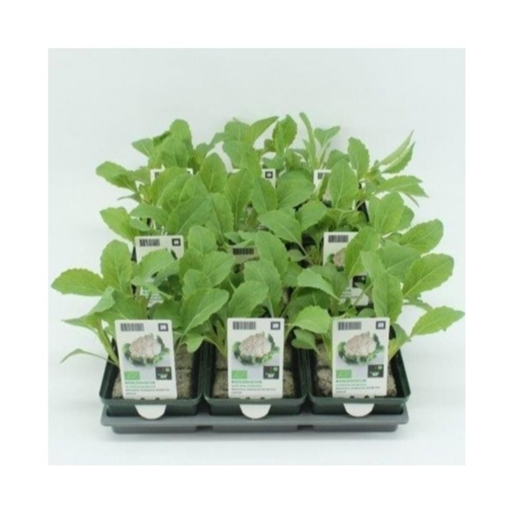 Bio Blumenkohl (9x6 pfl.) Winter T01 H005