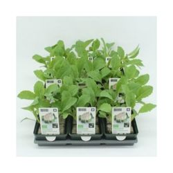 Bio Blumenkohl (9x6 pfl.) Winter T01 H005