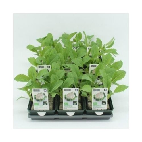 Bio Blumenkohl (9x6 pfl.) Winter T01 H005