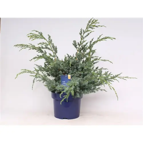 Juniperus Alps T23 H50