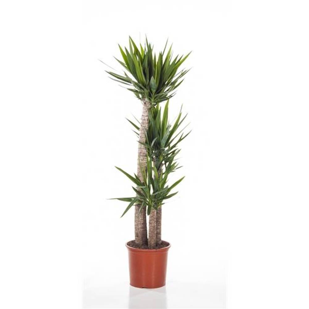 Yucca 3er 120-90-45 T32 H170