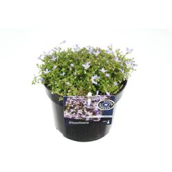 Houstonia hell blau T13 H020