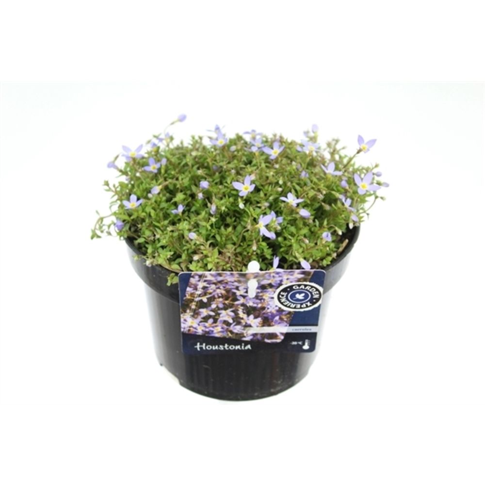 Houstonia hell blau T13 H020