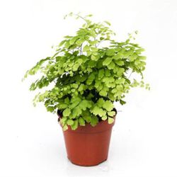 Adiantum Fragran T12
