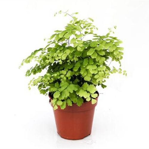 Adiantum Fragran T12
