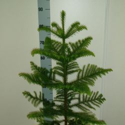 Areca grün T23 H100