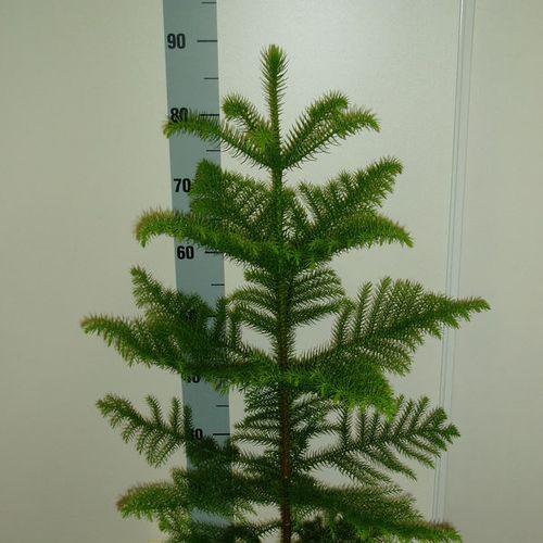 Areca grün T23 H100