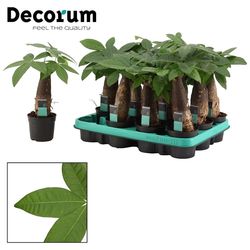 Pachira Aquatica T9 H25