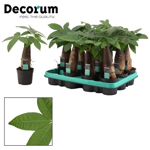 Pachira Aquatica T9 H25