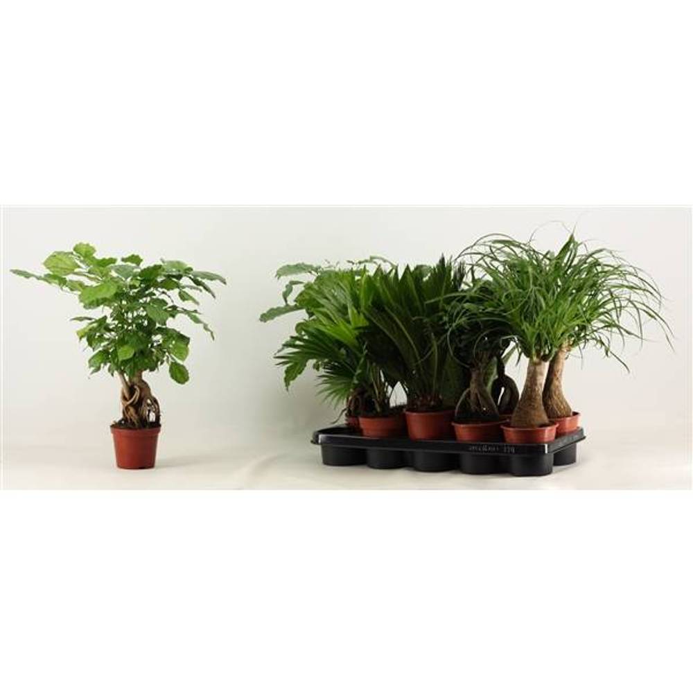 Grünpflanzen mix T12 H35