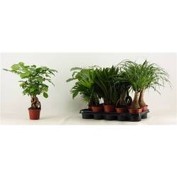 Grünpflanzen mix T12 H35