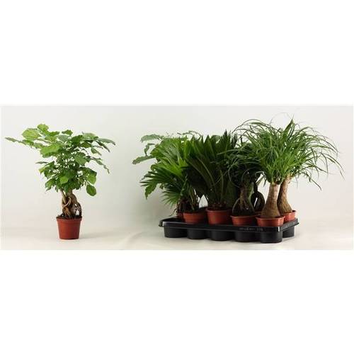 Grünpflanzen mix T12 H35