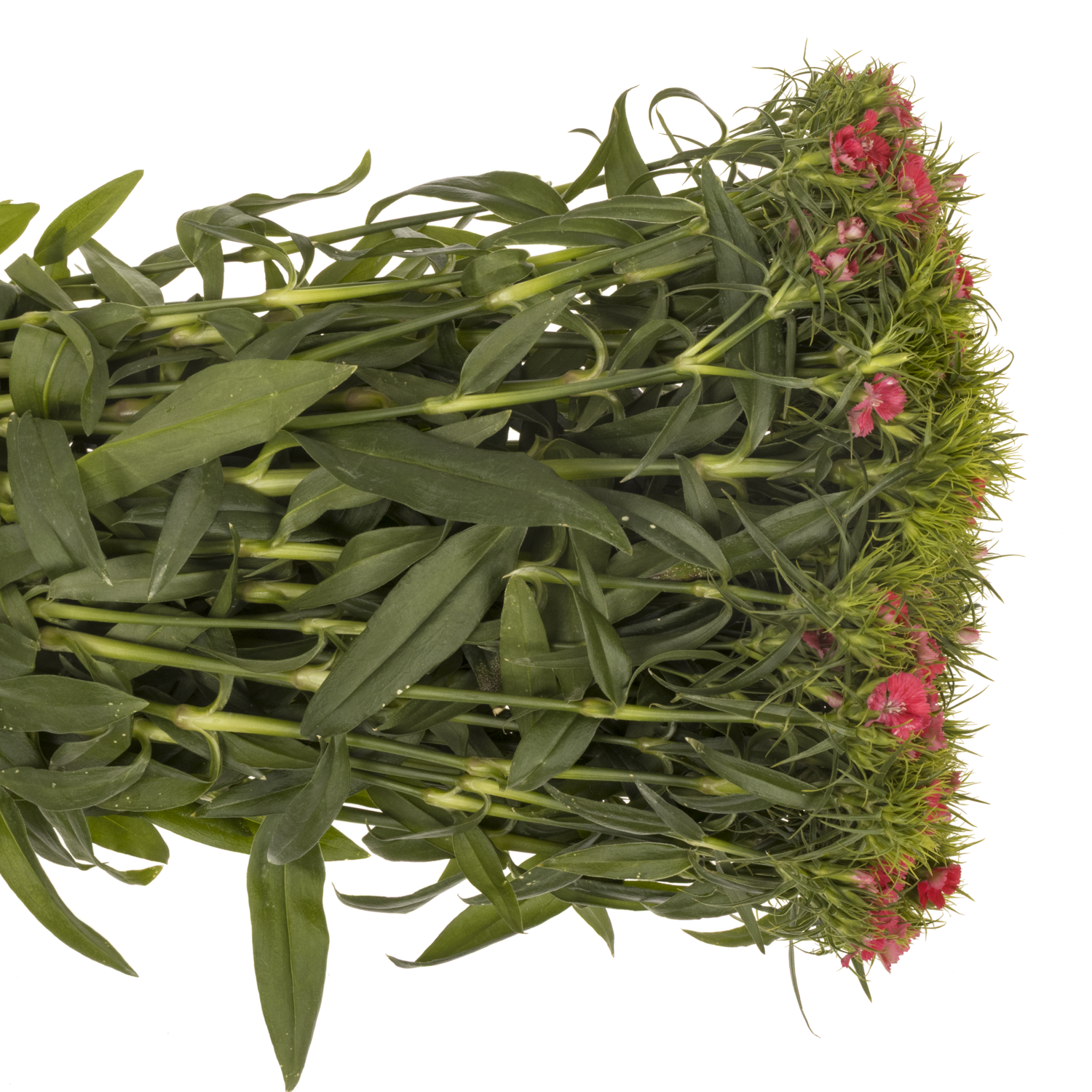 Bartnelke rosa Pink Princess 55cm