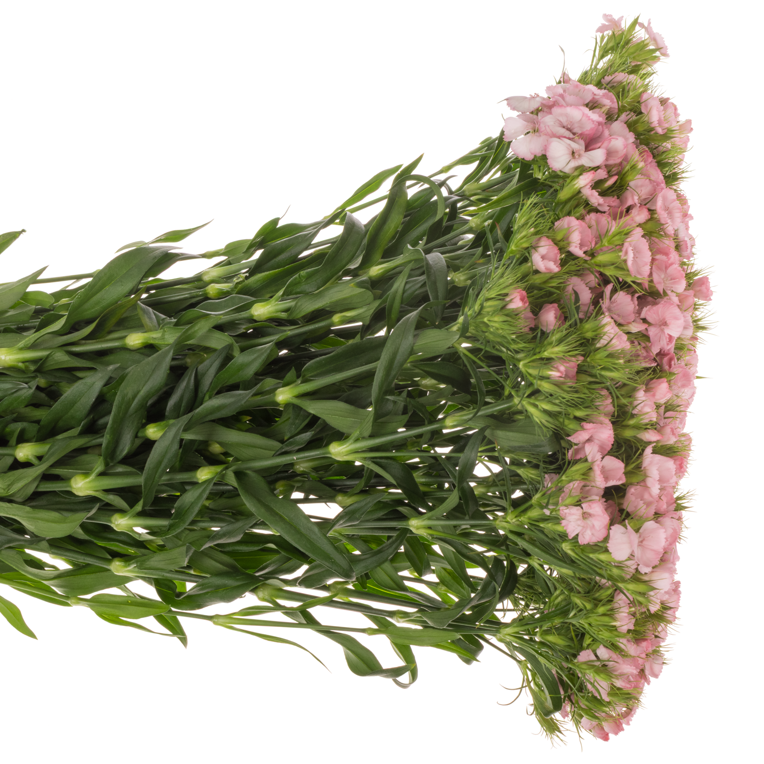 Bartnelke rosa Pink Princess 55cm