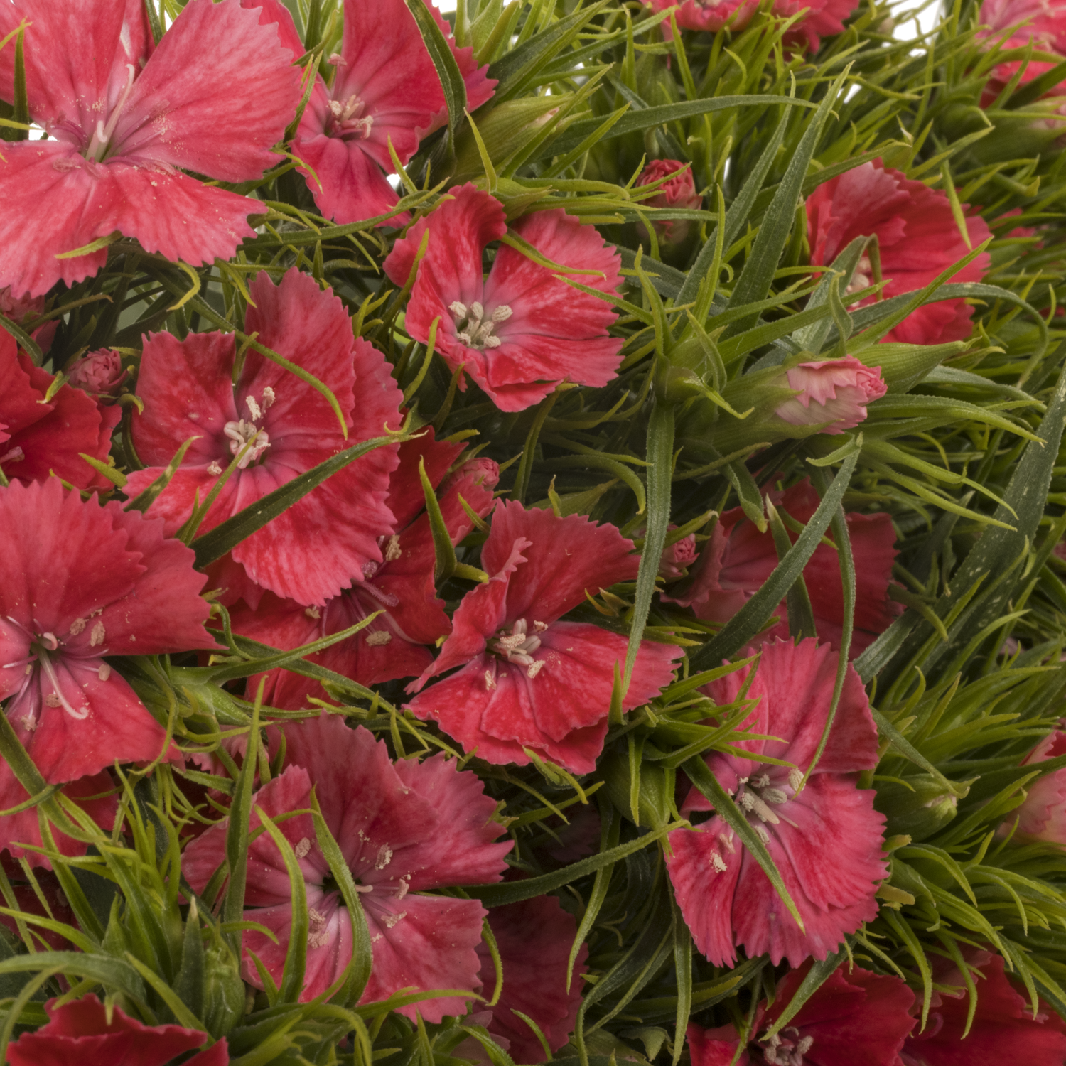 Bartnelke rosa Pink Princess 55cm