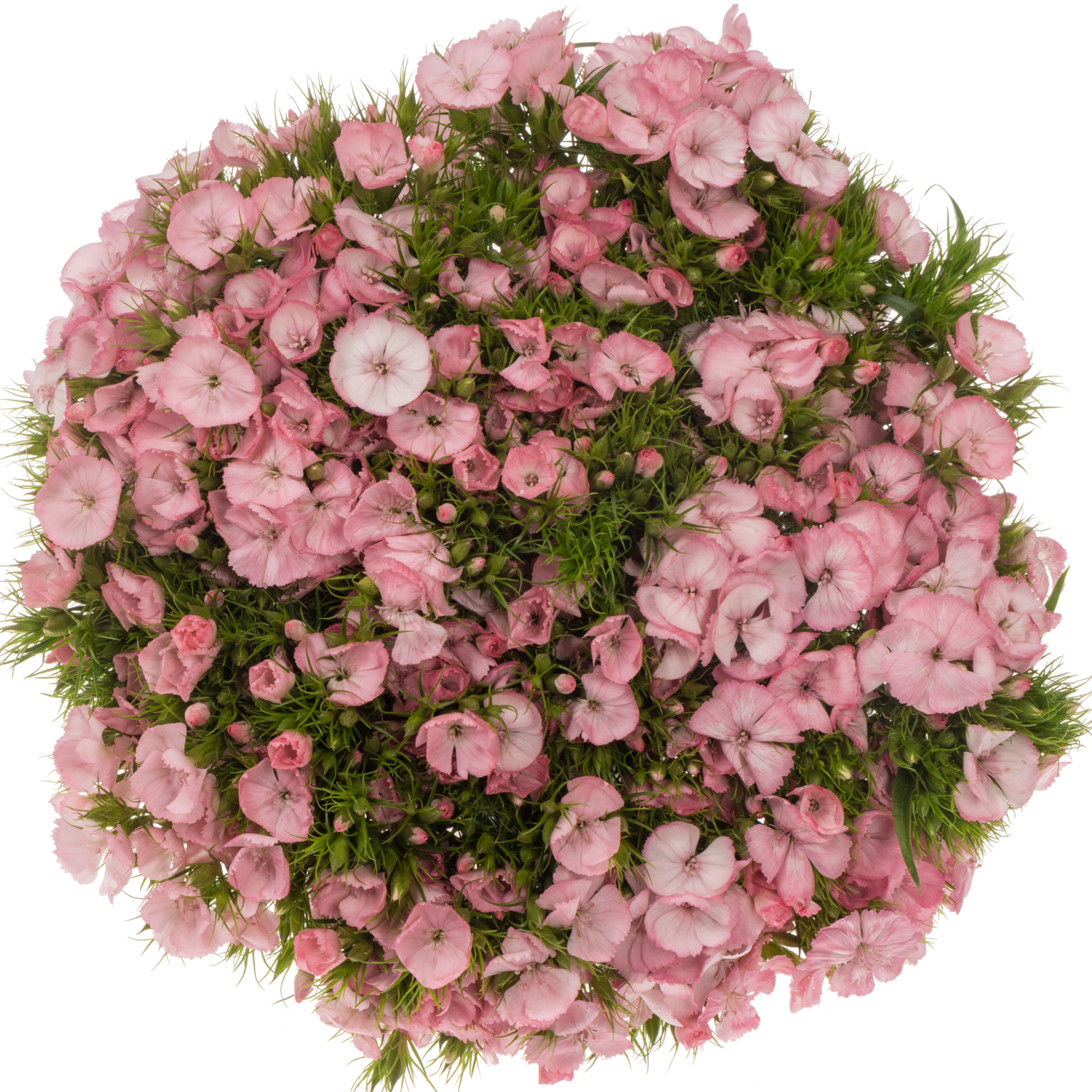Bartnelke rosa Pink Princess 55cm