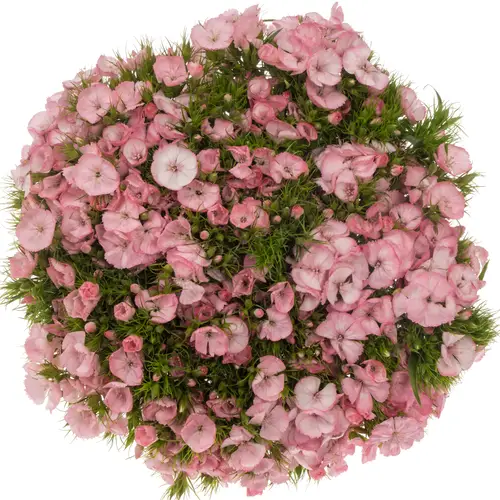 Bartnelke rosa Pink Princess 55cm