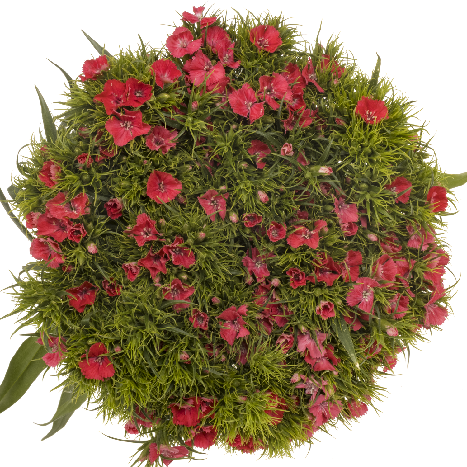 Bartnelke rosa Pink Princess 55cm