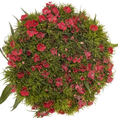 Bartnelke rosa Pink Princess 55cm