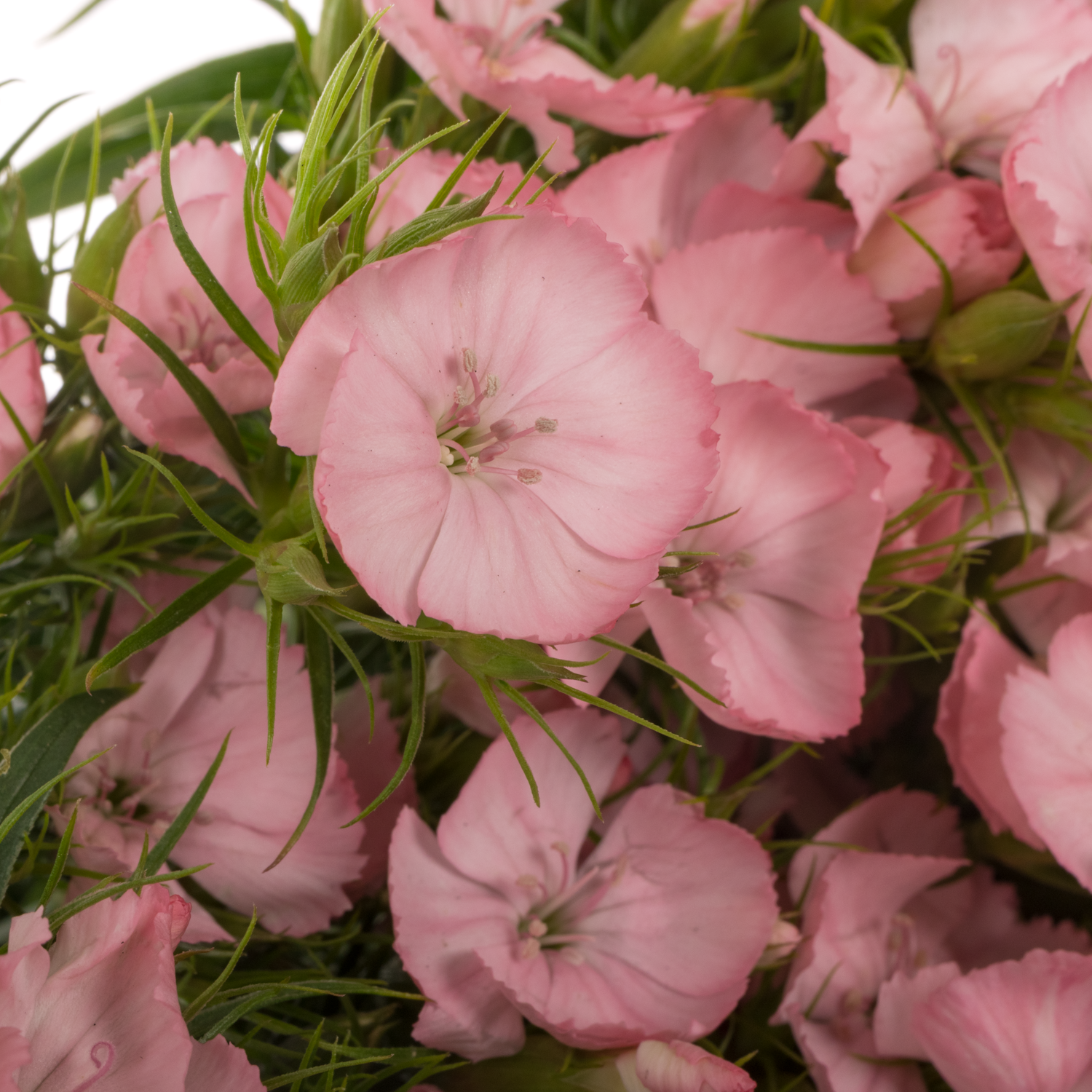 Bartnelke rosa Pink Princess 55cm