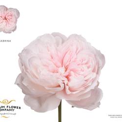 Rose hell rosa Meilland Sabrina 50cm