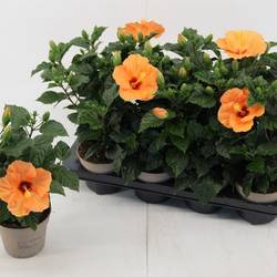 Hibiskus orange T13 H035