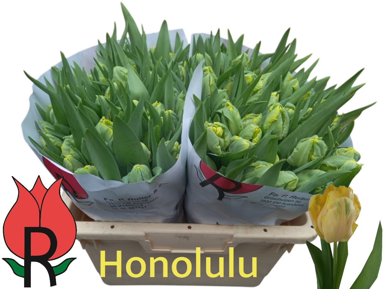 Tulpe hell gelb Papageien Parrot Honolulu 42 Gramm