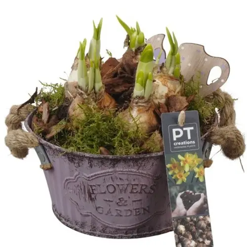 Narzis.Arr PTN8575 T16 H018