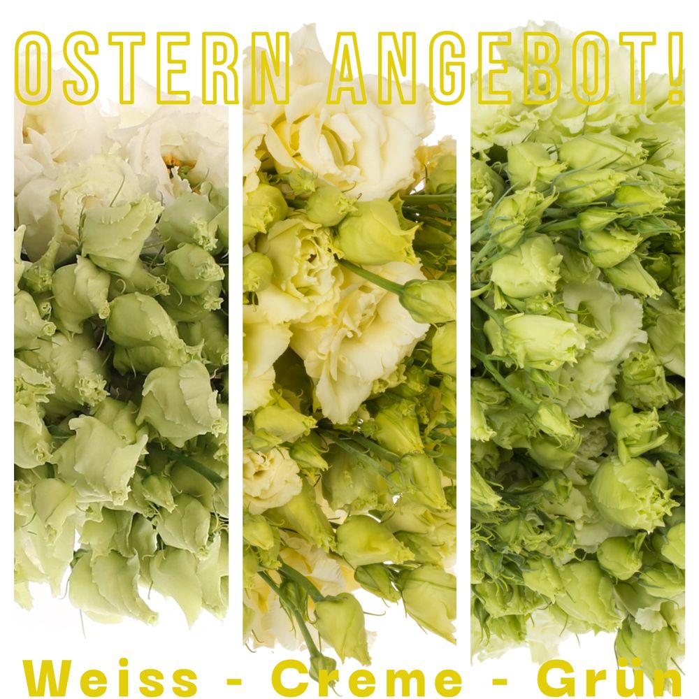 Lisianthus mix Ostern 3x10 grün