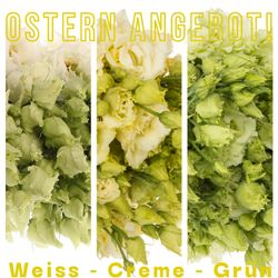 Lisianthus mix Ostern 3x10 grün