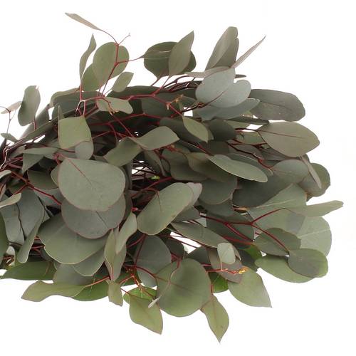 Populus grün rund 1000 Gramm 75cm