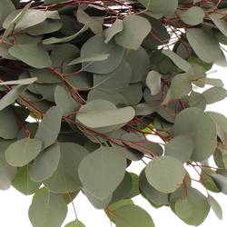 Populus grün rund 1000 Gramm 75cm