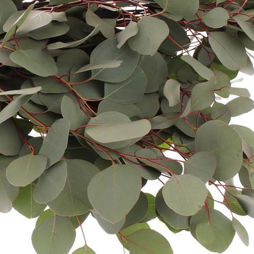 Populus grün rund 1000 Gramm 75cm