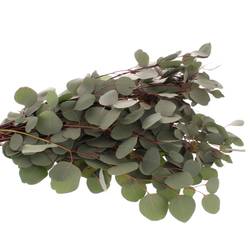 Populus grün rund 1000 Gramm 75cm