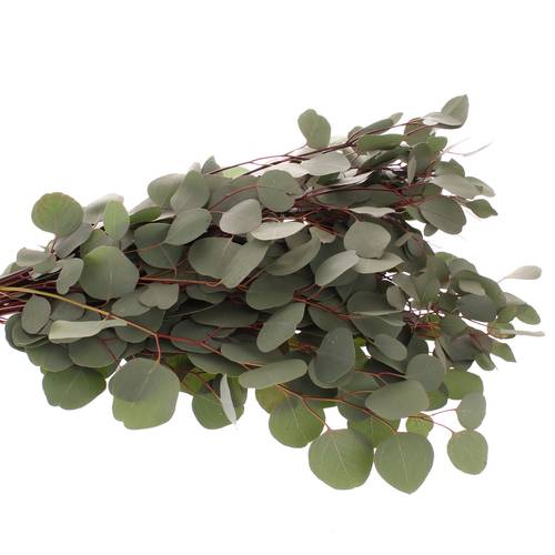 Populus grün rund 1000 Gramm 75cm