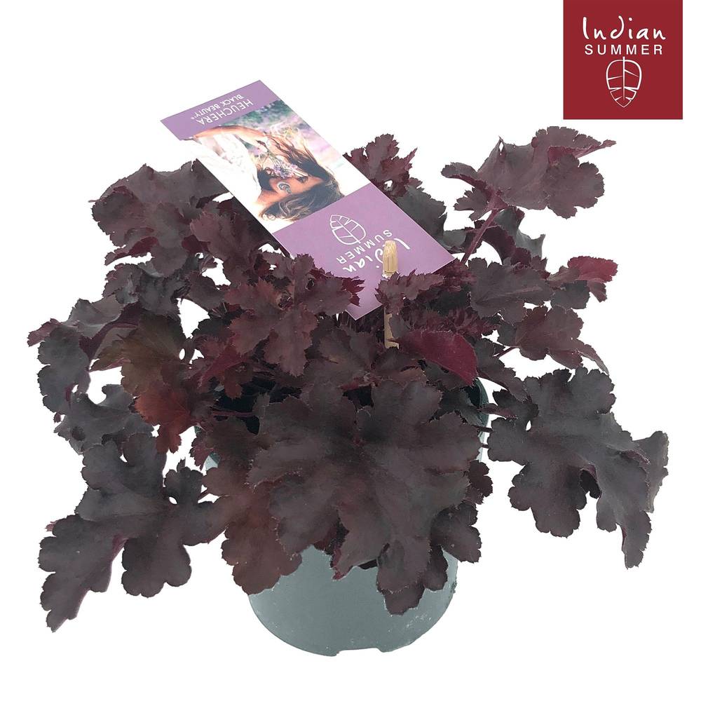 Heuchera schwartz Indian Summer T12 H025