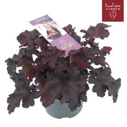 Heuchera schwartz Indian Summer T12 H025