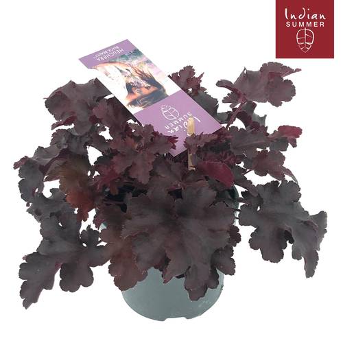 Heuchera schwartz Indian Summer T12 H025