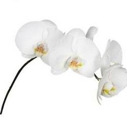 Phalaenopsis weiss Sensation 5-6 Blüten X20 40cm