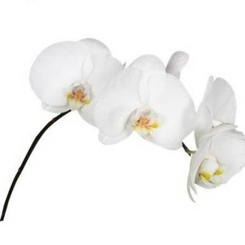 Phalaenopsis weiss Sensation 5-6 Blüten X20 40cm