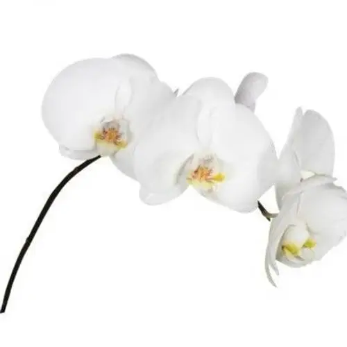 Phalaenopsis weiss Sensation 5-6 Blüten X20 40cm