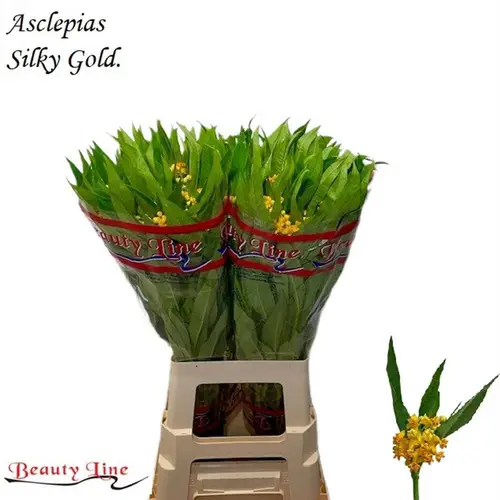 Aesclepia dunkel gelb Silky Gold 70cm