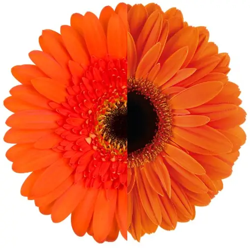 Gerbera orange mix Auge Muttertagsangebot