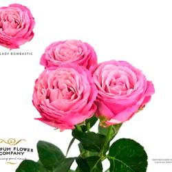 Rose verzweigt rosa Lady Bombastic 50cm